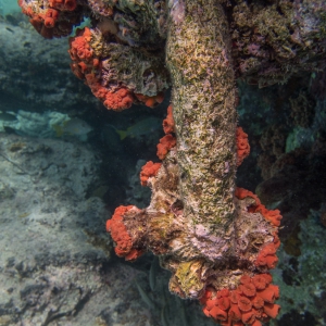 Aarbei koraal